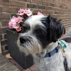 Hondenfoto van Baasje van Spaiky† en Odie