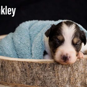 Hondenfoto van Baasje van Spaiky† en Odie