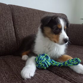 Hondenfoto van Baasje van Spaiky† en Odie