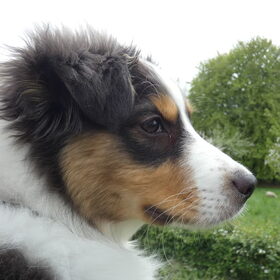 Hondenfoto van Baasje van Spaiky† en Odie