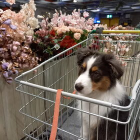 Hondenfoto van Baasje van Spaiky† en Odie