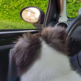 Hondenfoto van Baasje van Spaiky† en Odie