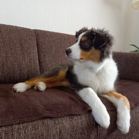Hondenfoto van Baasje van Spaiky† en Odie