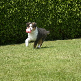 Hondenfoto van Baasje van Spaiky† en Odie