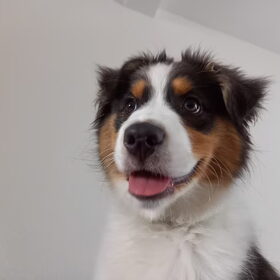 Hondenfoto van Baasje van Spaiky† en Odie