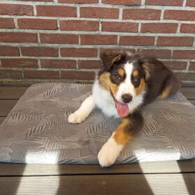 Hondenfoto van Baasje van Spaiky† en Odie