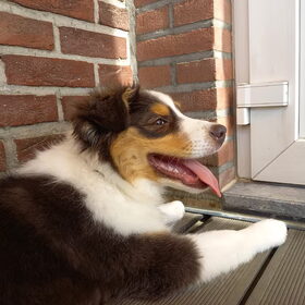 Hondenfoto van Baasje van Spaiky† en Odie