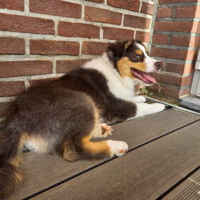 Hondenfoto van Baasje van Spaiky† en Odie
