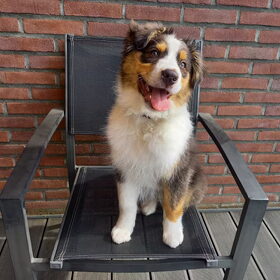 Hondenfoto van Baasje van Spaiky† en Odie