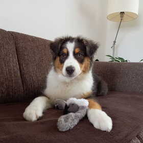 Hondenfoto van Baasje van Spaiky† en Odie
