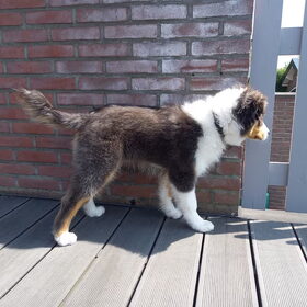 Hondenfoto van Baasje van Spaiky† en Odie