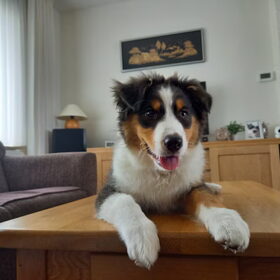 Hondenfoto van Baasje van Spaiky† en Odie