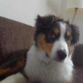 Hondenfoto van Baasje van Spaiky† en Odie