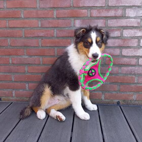 Hondenfoto van Baasje van Spaiky† en Odie