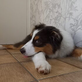 Hondenfoto van Baasje van Spaiky† en Odie