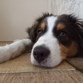Hondenfoto van Baasje van Spaiky† en Odie