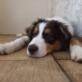 Hondenfoto van Baasje van Spaiky† en Odie