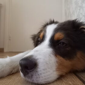 Hondenfoto van Baasje van Spaiky† en Odie