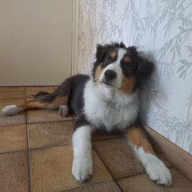 Hondenfoto van Baasje van Spaiky† en Odie