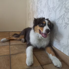 Hondenfoto van Baasje van Spaiky† en Odie