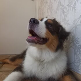 Hondenfoto van Baasje van Spaiky† en Odie