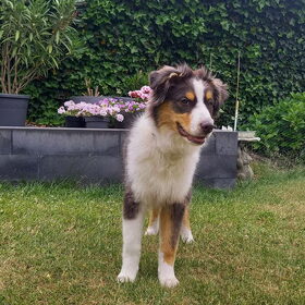 Hondenfoto van Baasje van Spaiky† en Odie