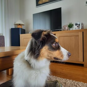 Hondenfoto van Baasje van Spaiky† en Odie