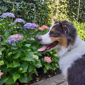 Hondenfoto van Baasje van Spaiky† en Odie