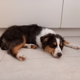 Hondenfoto van Baasje van Spaiky† en Odie
