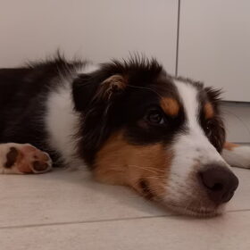 Hondenfoto van Baasje van Spaiky† en Odie