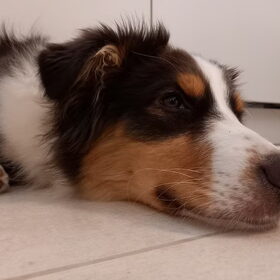 Hondenfoto van Baasje van Spaiky† en Odie
