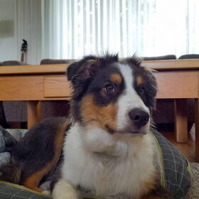 Hondenfoto van Baasje van Spaiky† en Odie