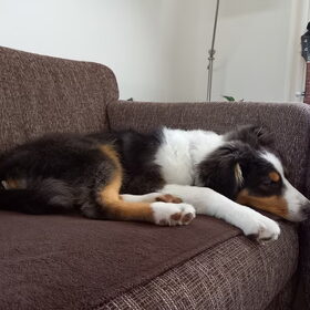 Hondenfoto van Baasje van Spaiky† en Odie
