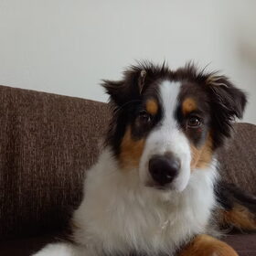 Hondenfoto van Baasje van Spaiky† en Odie