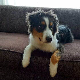 Hondenfoto van Baasje van Spaiky† en Odie