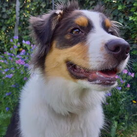 Hondenfoto van Baasje van Spaiky† en Odie