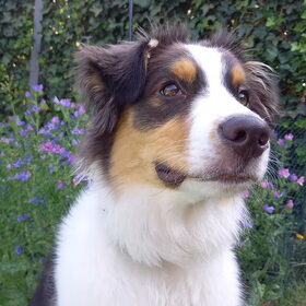 Hondenfoto van Baasje van Spaiky† en Odie