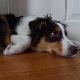 Hondenfoto van Baasje van Spaiky† en Odie