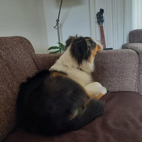 Hondenfoto van Baasje van Spaiky† en Odie