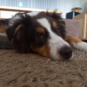 Hondenfoto van Baasje van Spaiky† en Odie