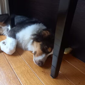 Hondenfoto van Baasje van Spaiky† en Odie