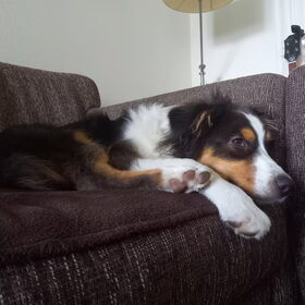 Hondenfoto van Baasje van Spaiky† en Odie