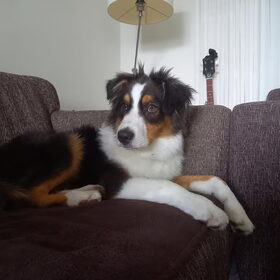 Hondenfoto van Baasje van Spaiky† en Odie