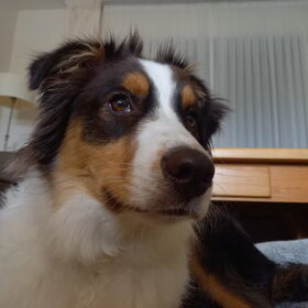 Hondenfoto van Baasje van Spaiky† en Odie