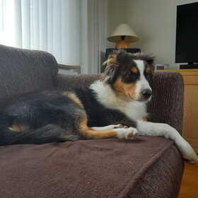 Hondenfoto van Baasje van Spaiky† en Odie