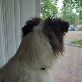 Hondenfoto van Baasje van Spaiky† en Odie