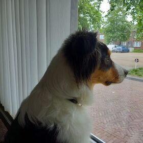 Hondenfoto van Baasje van Spaiky† en Odie