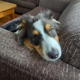 Hondenfoto van Baasje van Spaiky† en Odie