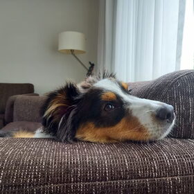 Hondenfoto van Baasje van Spaiky† en Odie