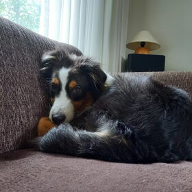 Hondenfoto van Baasje van Spaiky† en Odie